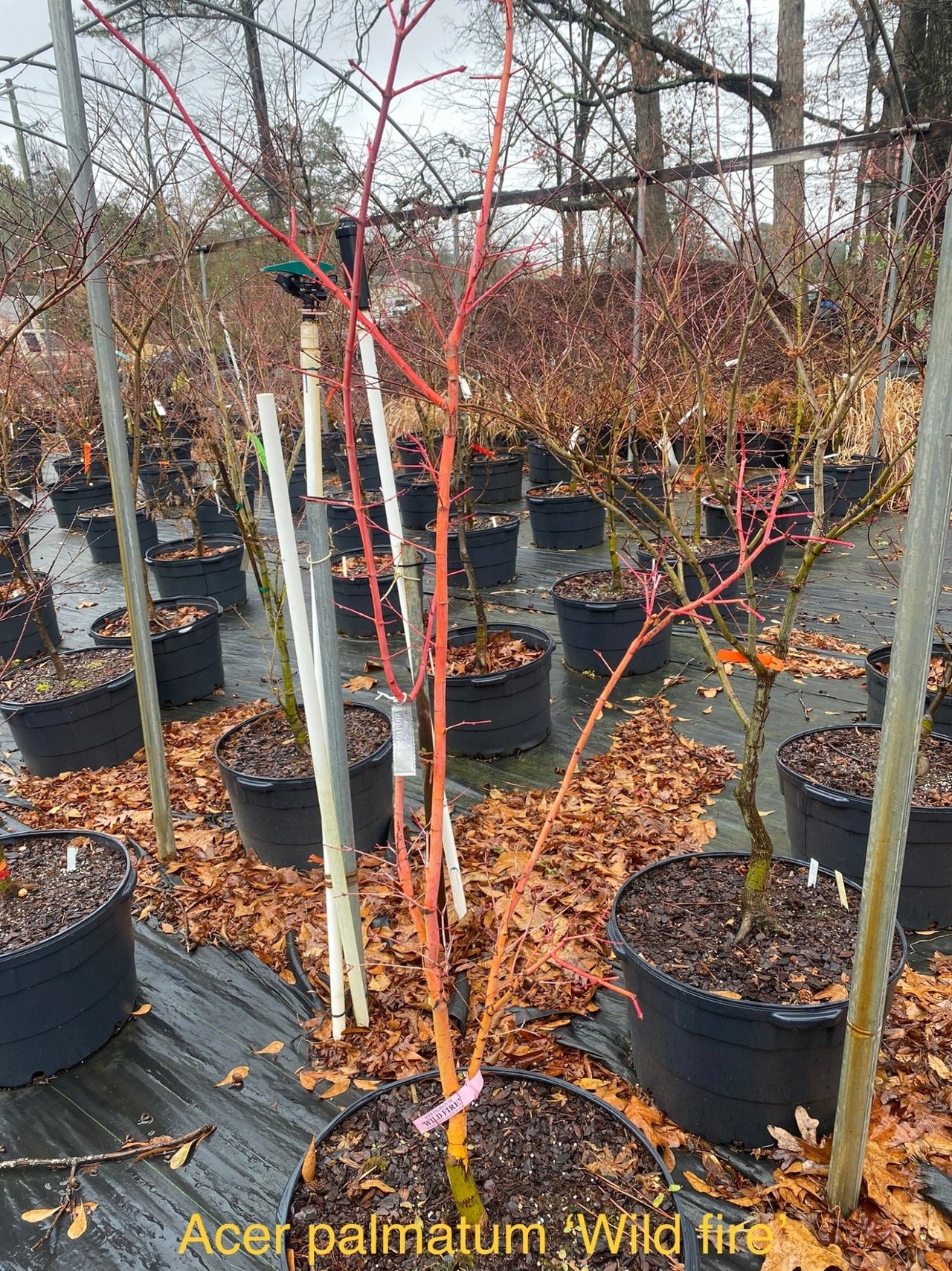 Acer palmatum 'Wildfire' Coral Bark Japanese Maple - Maple Ridge Nursery