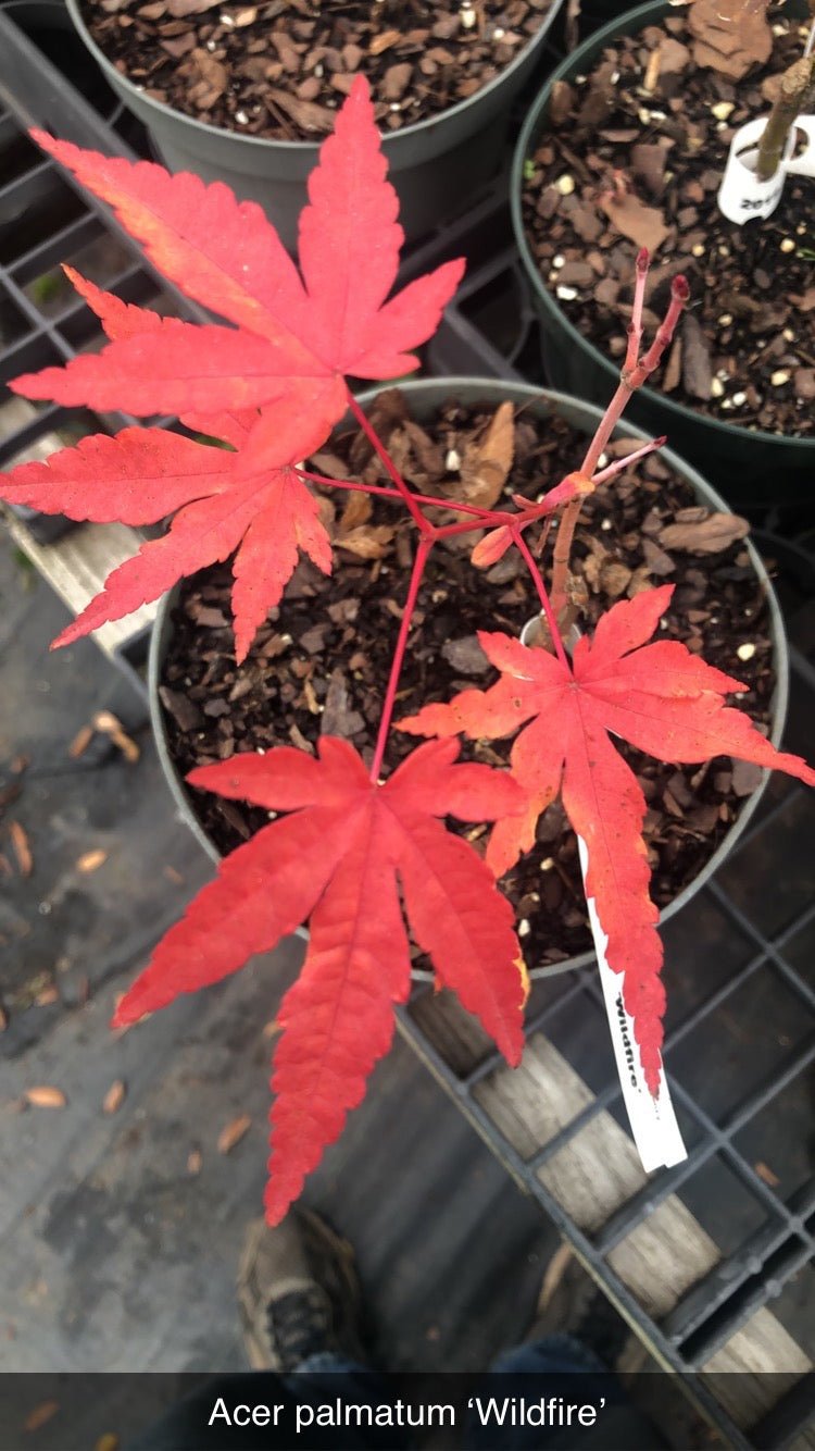 Acer palmatum 'Wildfire' Coral Bark Japanese Maple - Maple Ridge Nursery