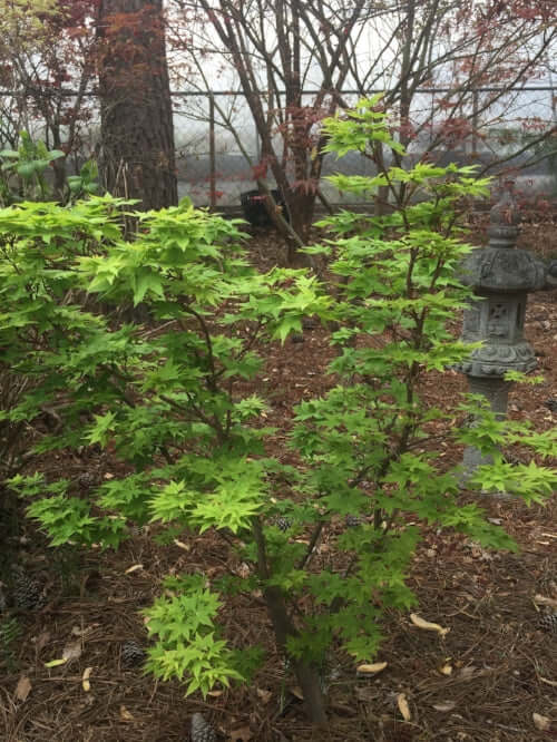 Acer palmatum 'Winter Flame' Coral Bark Japanese Maple – Maple Ridge ...