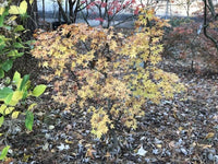 Thumbnail for Acer palmatum 'Winter Flame' - mapleridgenursery