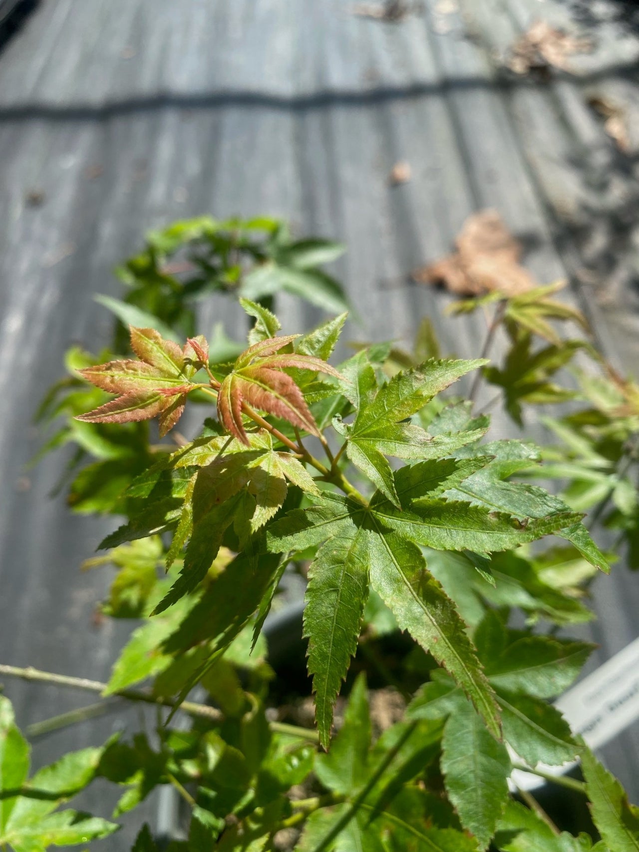 Acer palmatum 'Yeager Dwarf' - Maple Ridge Nursery