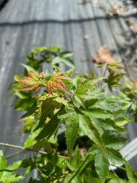 Thumbnail for Acer palmatum 'Yeager Dwarf' - Maple Ridge Nursery