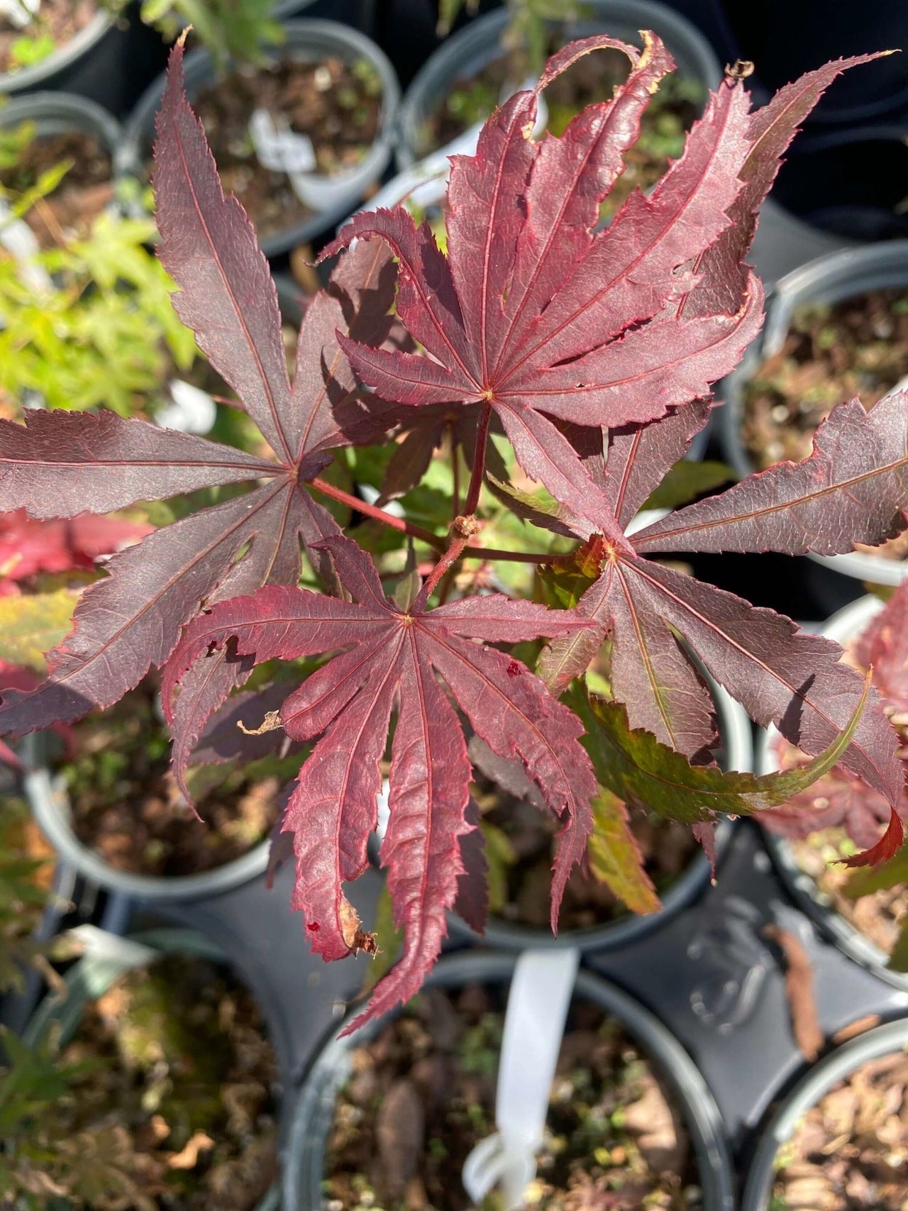 Acer palmatum 'Yeager Red' - mapleridgenursery