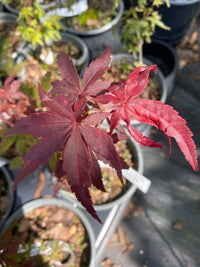 Thumbnail for Acer palmatum 'Yeager Red' - mapleridgenursery