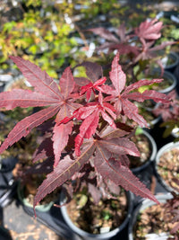 Thumbnail for Acer palmatum 'Yeager Red' - mapleridgenursery