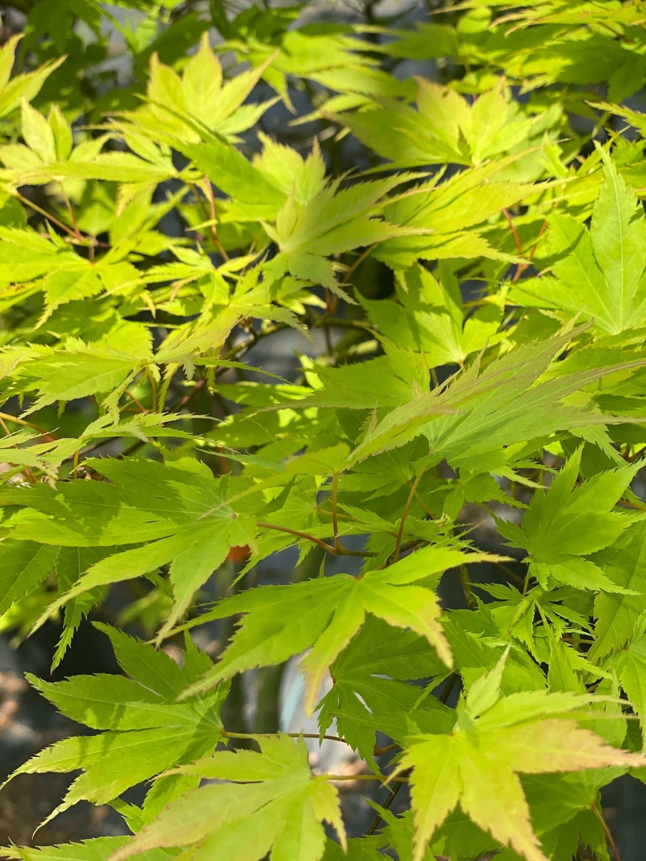 Acer palmatum 'Yellow Bird' - mapleridgenursery