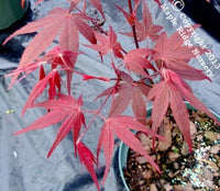 Thumbnail for Acer palmatum 'Yubae' - mapleridgenursery