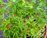 Thumbnail for Acer palmatum 'Yuri hime' - mapleridgenursery