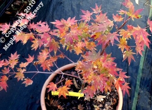 Acer shirasawanum 'Garden Glory' Full Moon Japanese Maple