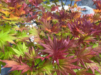 Thumbnail for Acer shirasawanum 'Moonrise' - mapleridgenursery