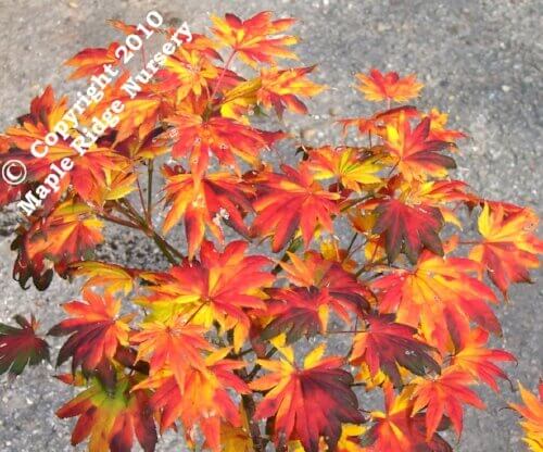 Acer shirasawanum 'Palmatifolium' - mapleridgenursery