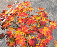 Thumbnail for Acer shirasawanum 'Palmatifolium' - mapleridgenursery