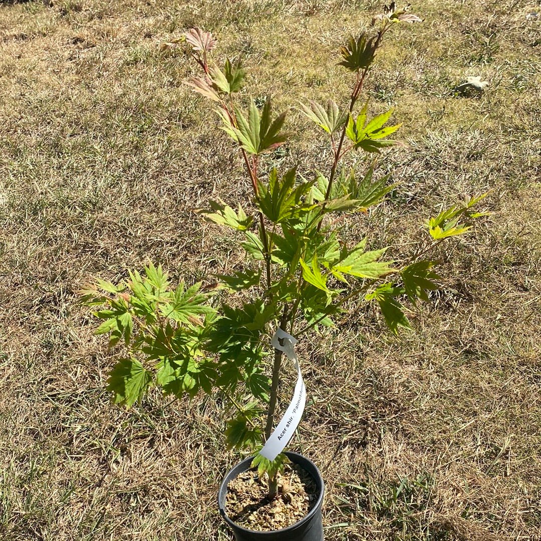 Acer shirasawanum 'Palmatifolium' Full Moon Japanese Maple - Maple Ridge Nursery