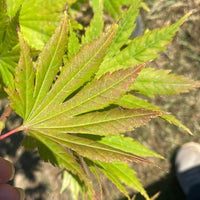 Thumbnail for Acer shirasawanum 'Palmatifolium' Full Moon Japanese Maple - Maple Ridge Nursery