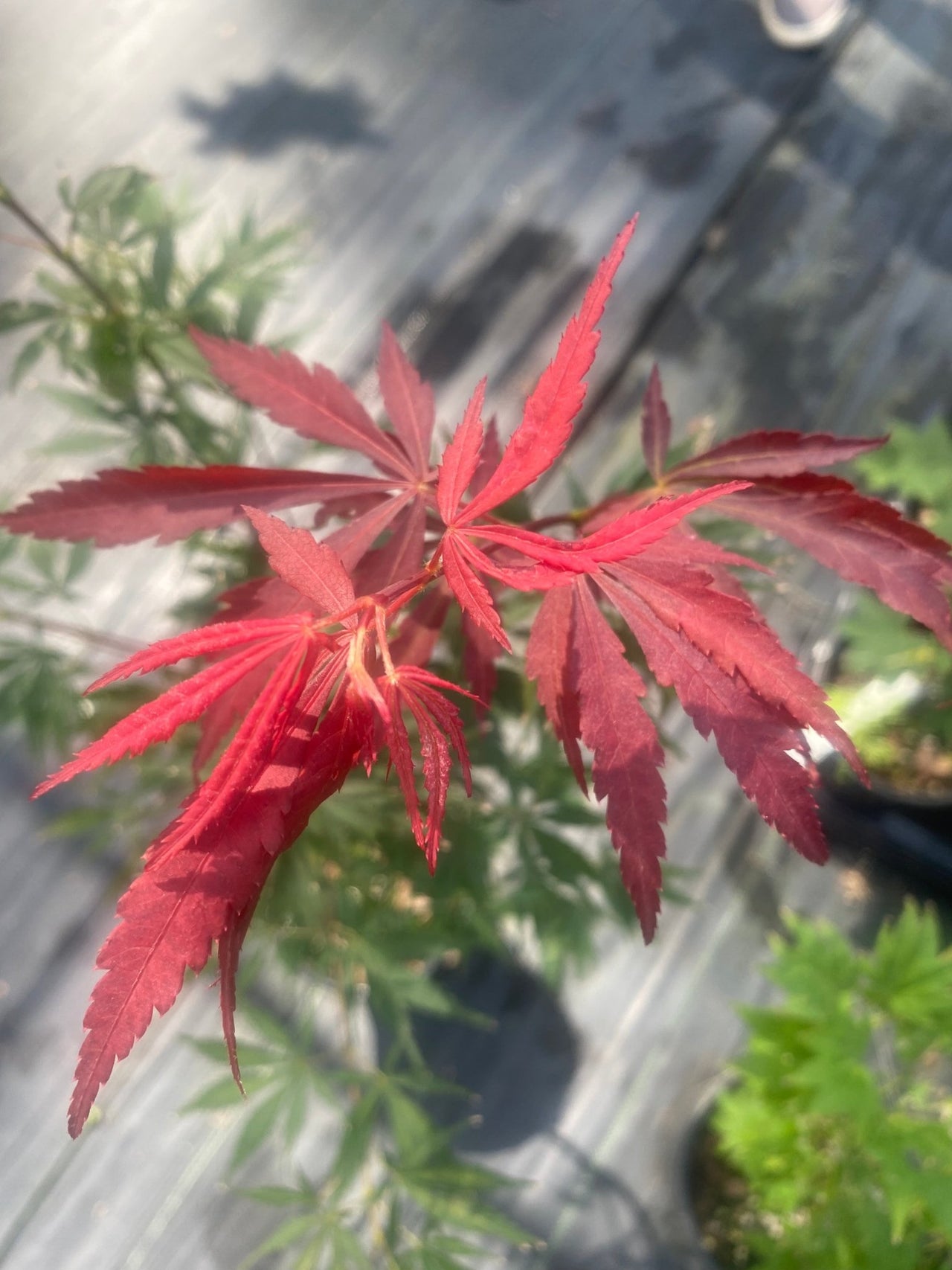 Acer shirasawanum 'Royalty' - Maple Ridge Nursery