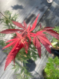 Thumbnail for Acer shirasawanum 'Royalty' - Maple Ridge Nursery