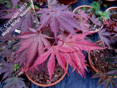Red Roz Shira Acer shirasawanum 'Shira Red' Full Moon Japanese Maple – Maple Ridge ...