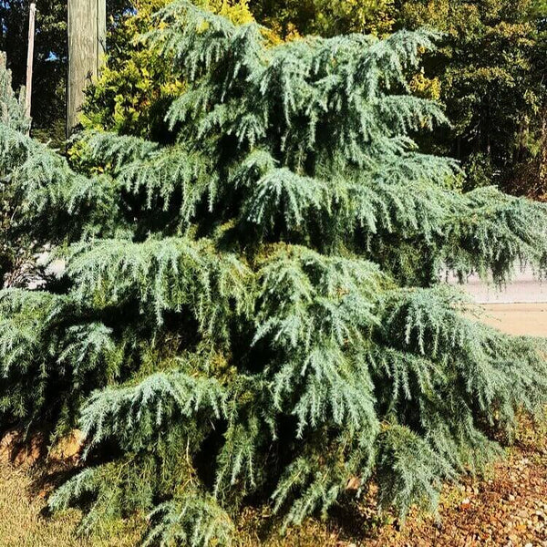 Cedrus deodara 'Feelin Blue' – Maple Ridge Nursery