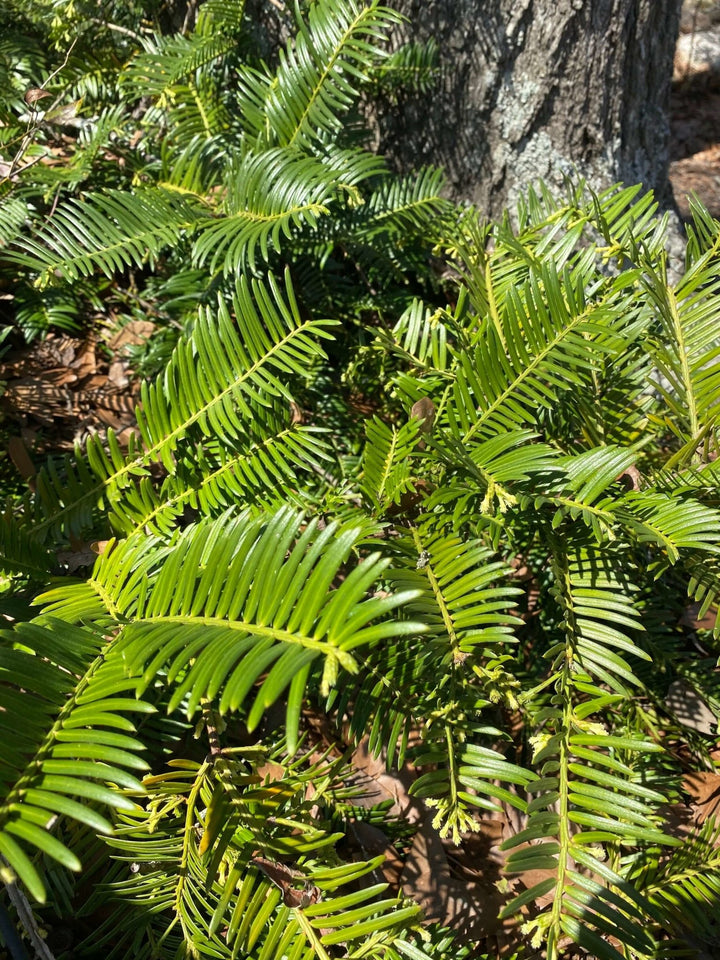 Cephalotaxus harringtonia 'Prostrata' Maple Ridge Nursery