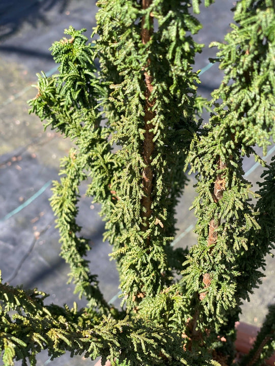 Chamaecyparis obtusa 'Chirimen' Hinoki Cypress – Maple Ridge Nursery