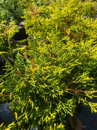 Thumbnail for Chamaecyparis obtusa 'Gitte' - Maple Ridge Nursery