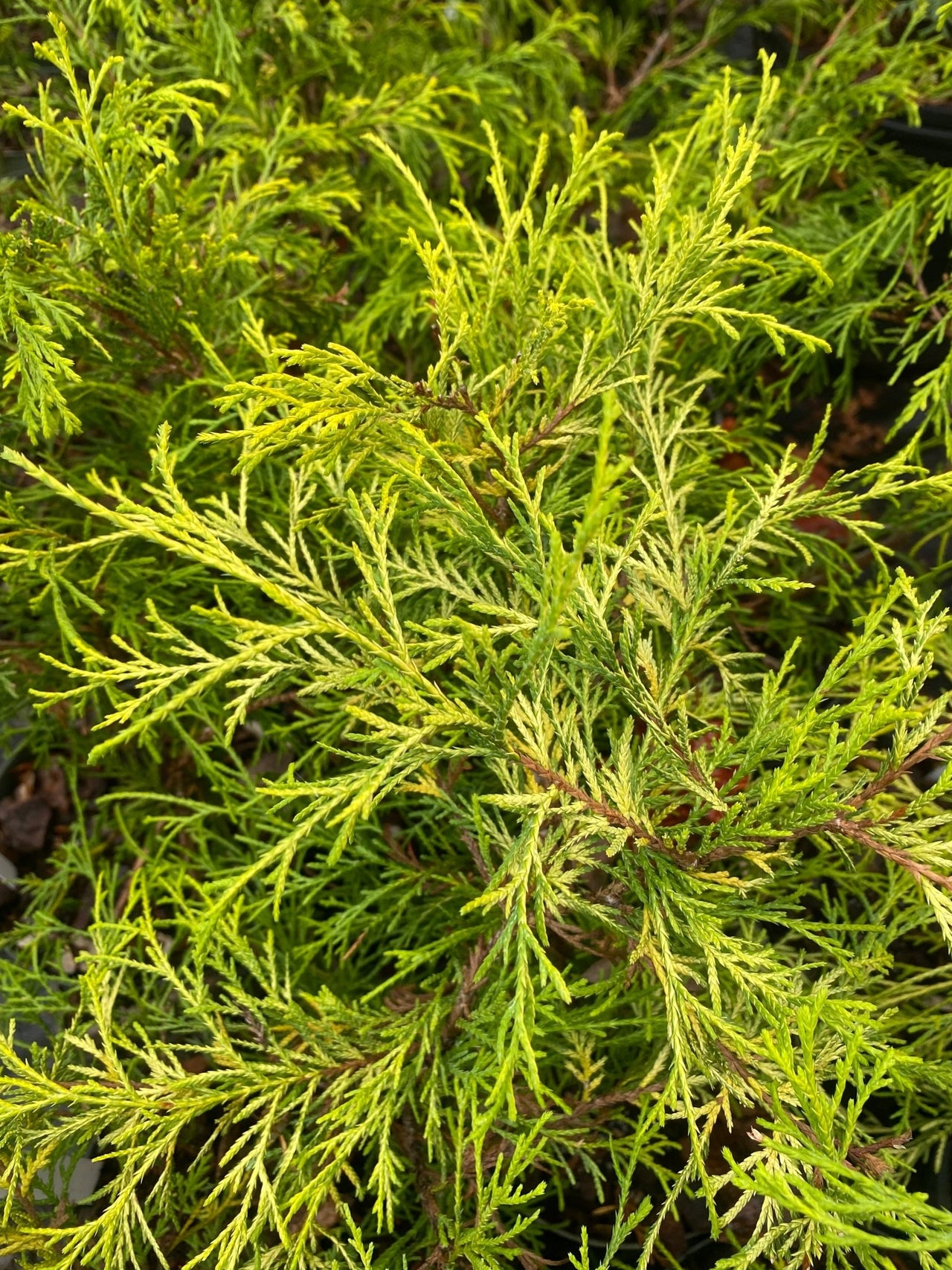 Chamaecyparis pisifera 'Kings Gold' - Maple Ridge Nursery