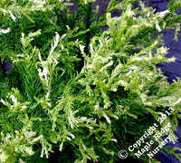 Thumbnail for Cryptomeria japonica 'Knaptonensis' - mapleridgenursery