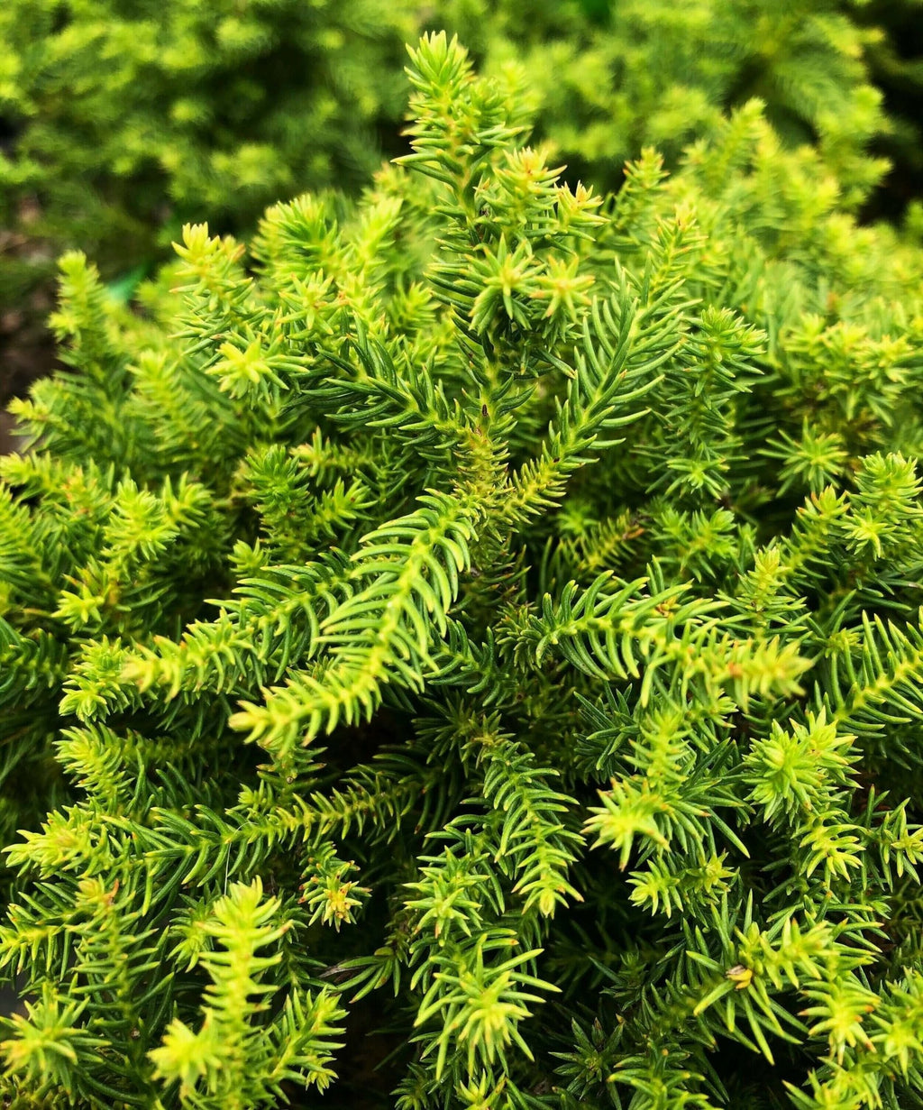 Shop Conifers – Maple Ridge Nursery