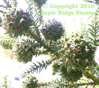 Thumbnail for Cryptomeria japonica 'Yellow Twig' - mapleridgenursery