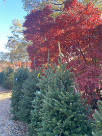 Thumbnail for Fraser Fir Christmas Tree - Maple Ridge Nursery
