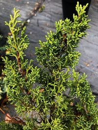 Thumbnail for Juniperus chinensis 'Shimpaku' - mapleridgenursery
