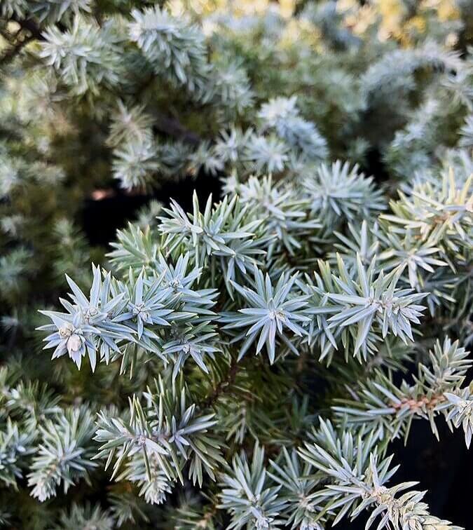 Juniperus conferta 'Blue Diamond' - mapleridgenursery