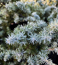 Thumbnail for Juniperus conferta 'Blue Diamond' - mapleridgenursery