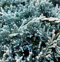 Thumbnail for Juniperus horizontalis 'Icee blue' - mapleridgenursery