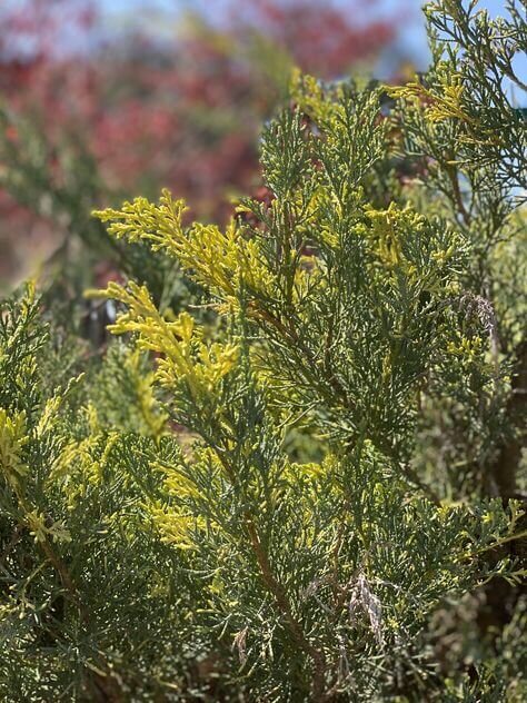 Juniperus x Media 'Blue and Gold' - mapleridgenursery