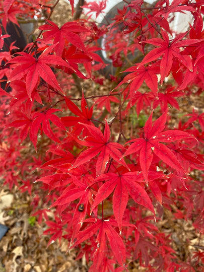 Mystery Japanese Maple Bundle