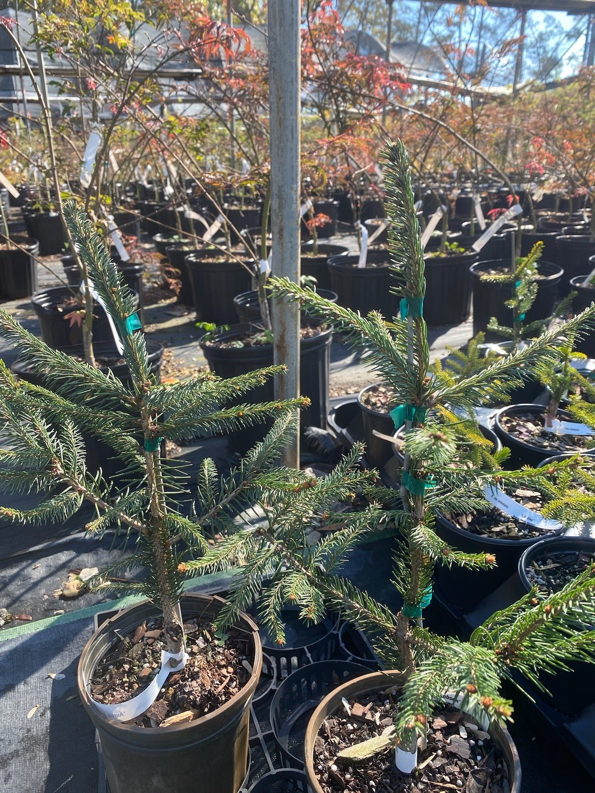 Picea abies 'Aurea Jakobsen' - Maple Ridge Nursery