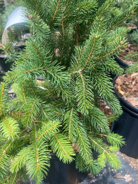 Thumbnail for Picea abies 'Cupressina' - mapleridgenursery