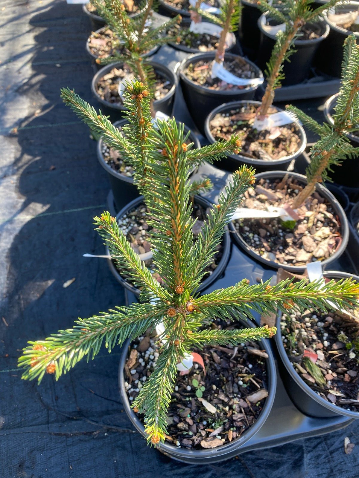 Picea abies 'Farnsburg' - Maple Ridge Nursery