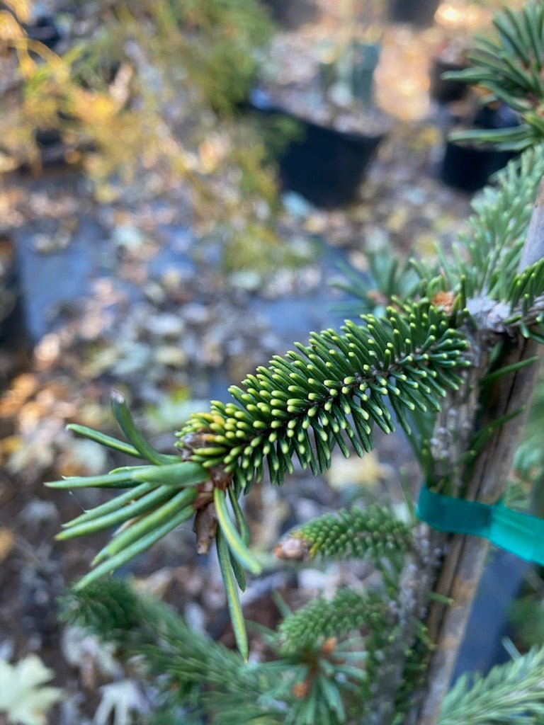 Picea abies 'Gold Drift' - Maple Ridge Nursery