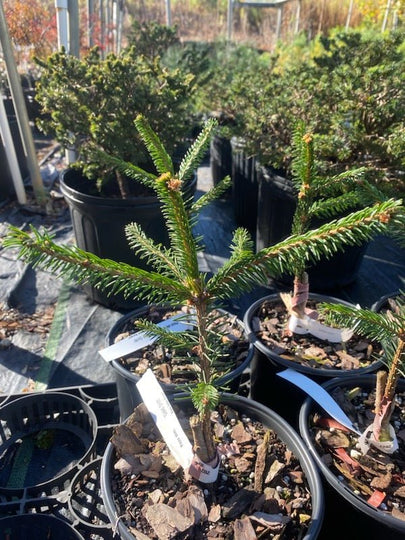 picea-abies-gold-drift-