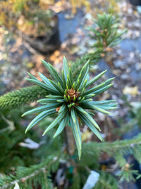Thumbnail for Picea abies 'Gold Drift' - Maple Ridge Nursery