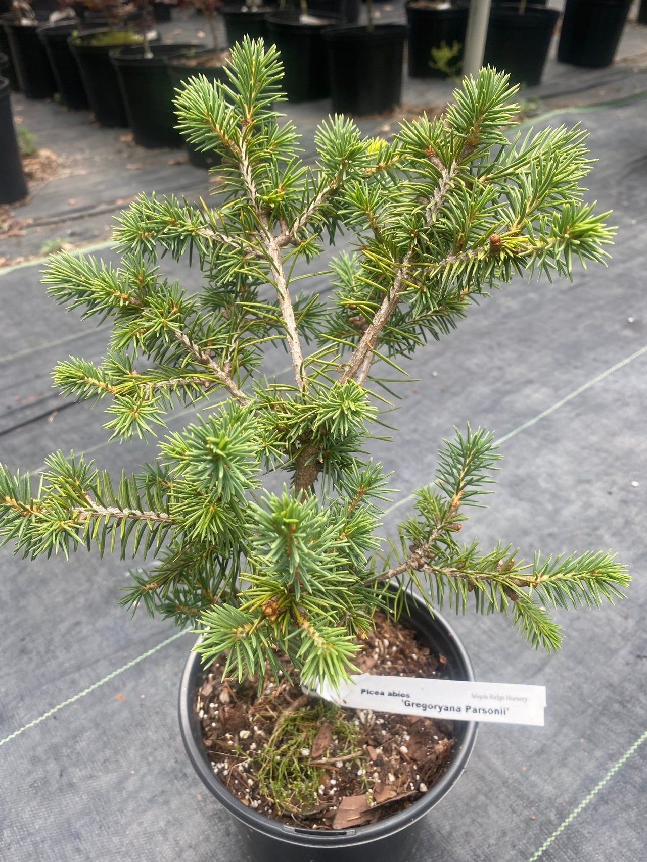 Picea abies 'Gregoryana Parsonii' - mapleridgenursery