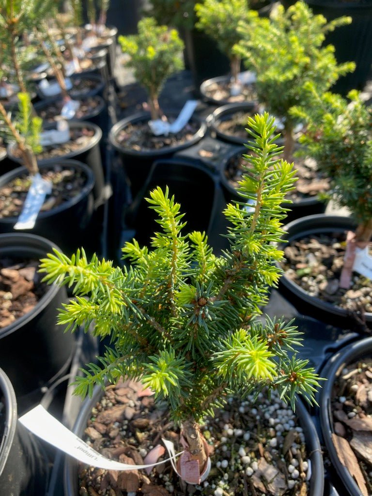 Picea abies 'Lilliput' - Maple Ridge Nursery