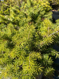 Thumbnail for Picea abies 'Nidiformis' - mapleridgenursery