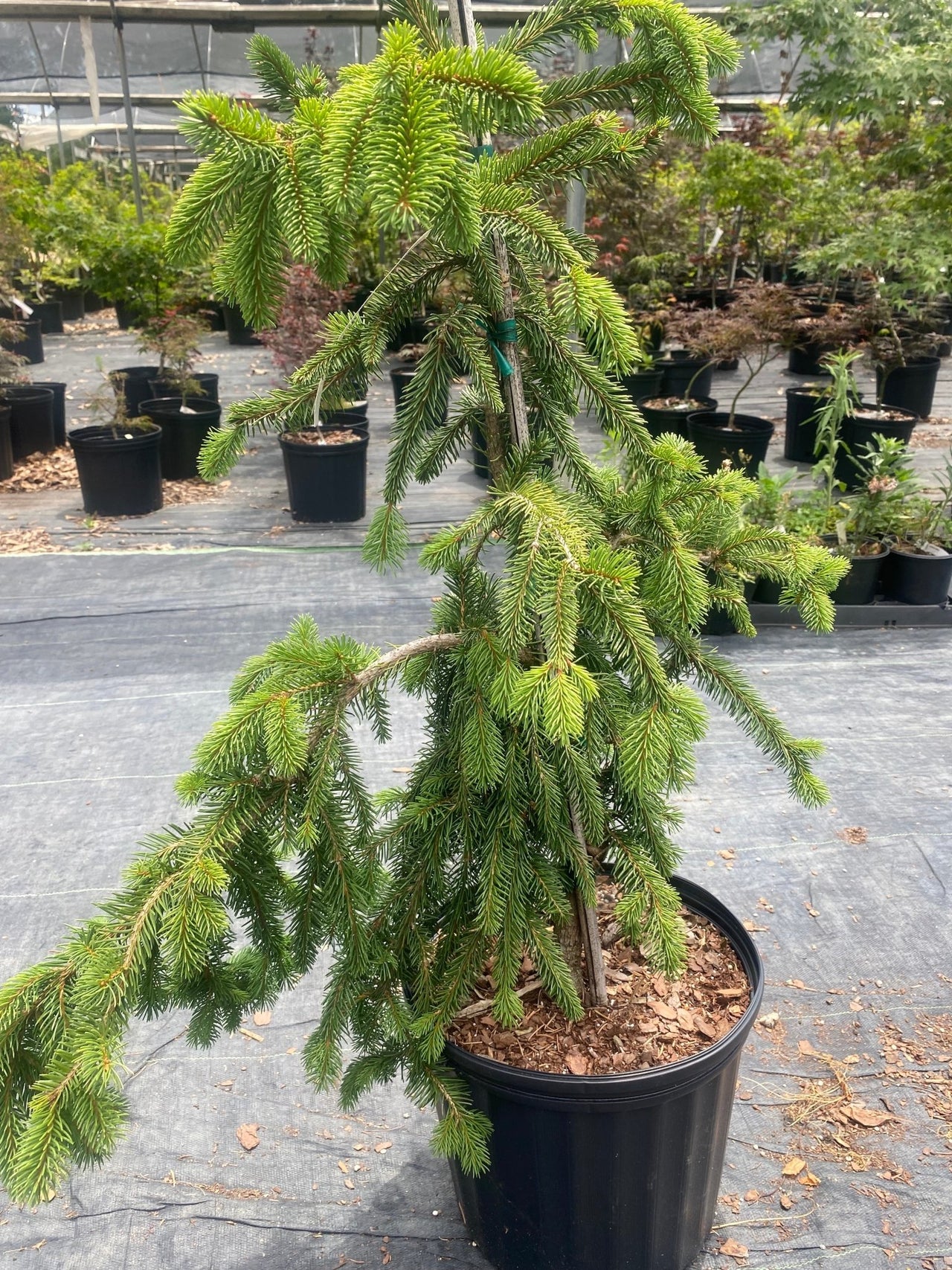 Picea abies 'Pendula' - mapleridgenursery