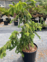 Thumbnail for Picea abies 'Pendula' - mapleridgenursery