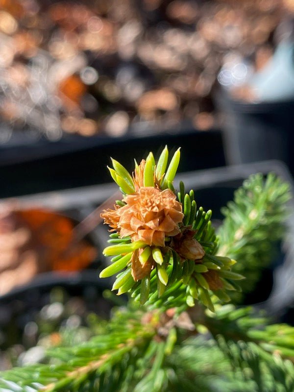 Picea abies 'Perry's Gold' - Maple Ridge Nursery