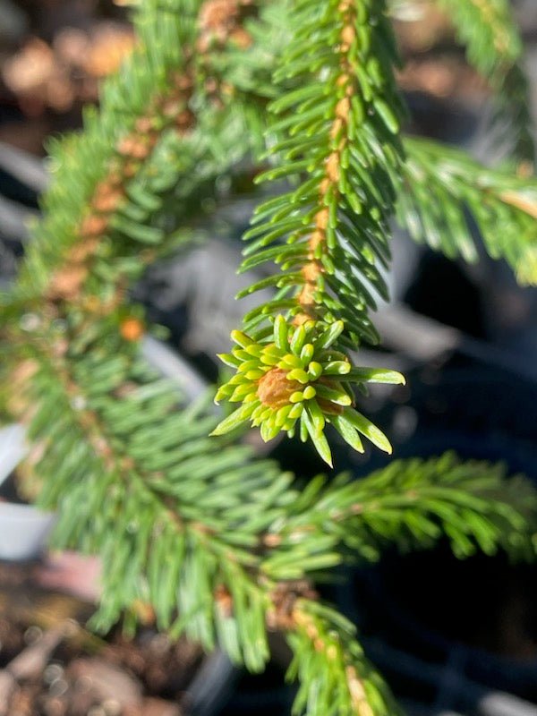 Picea abies 'Perry's Gold' - Maple Ridge Nursery