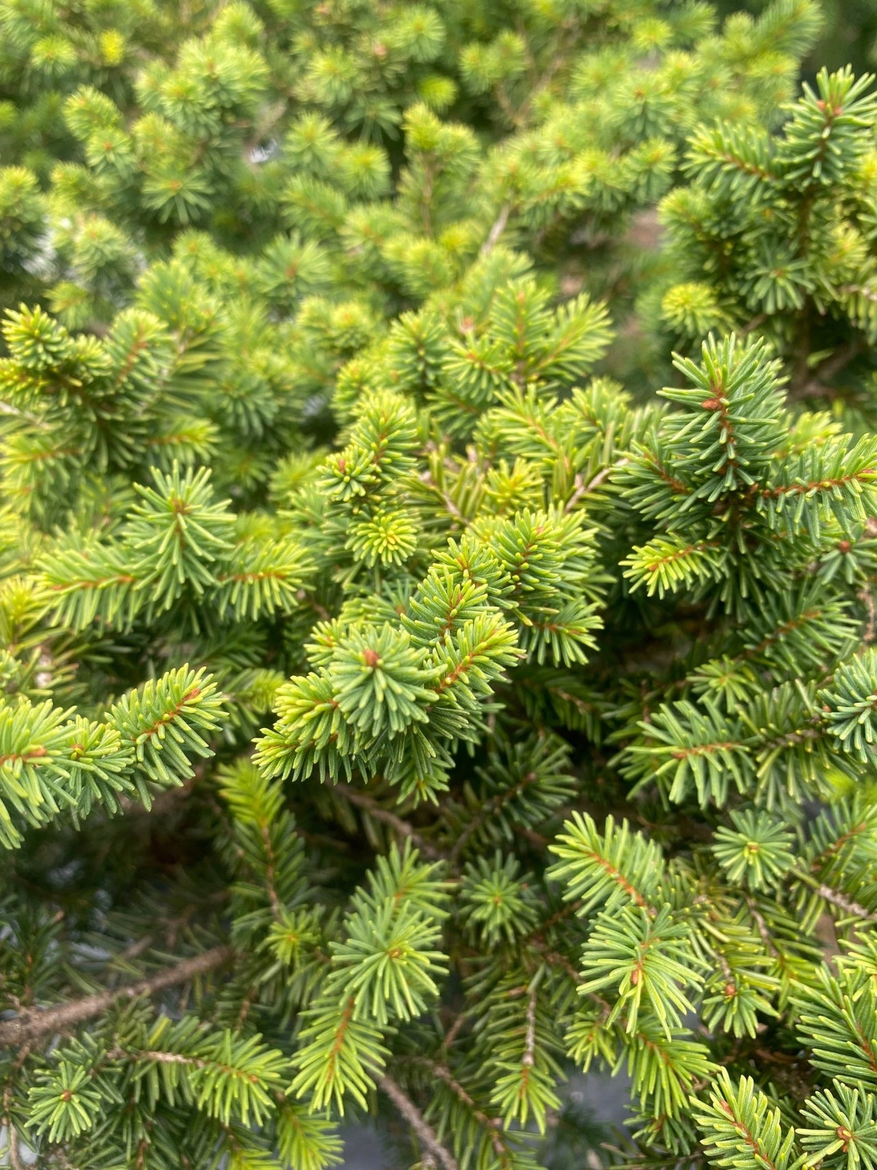 Picea abies 'Pumila' - mapleridgenursery